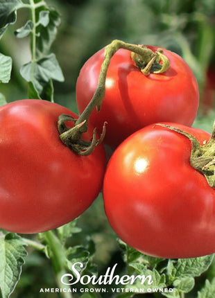Homestead Tomato – 50 Seeds