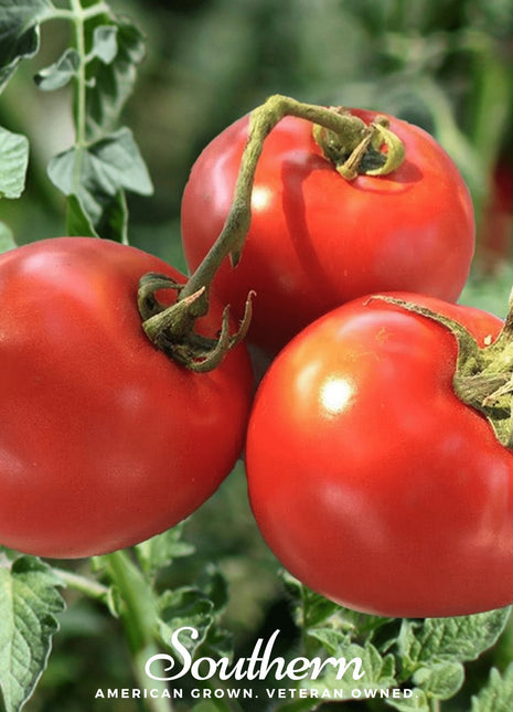Homestead Tomato – 50 Seeds