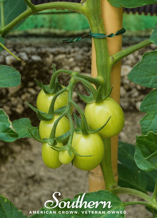 Moneymaker Tomato – 50 Seeds