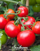 Moneymaker Tomato – 50 Seeds