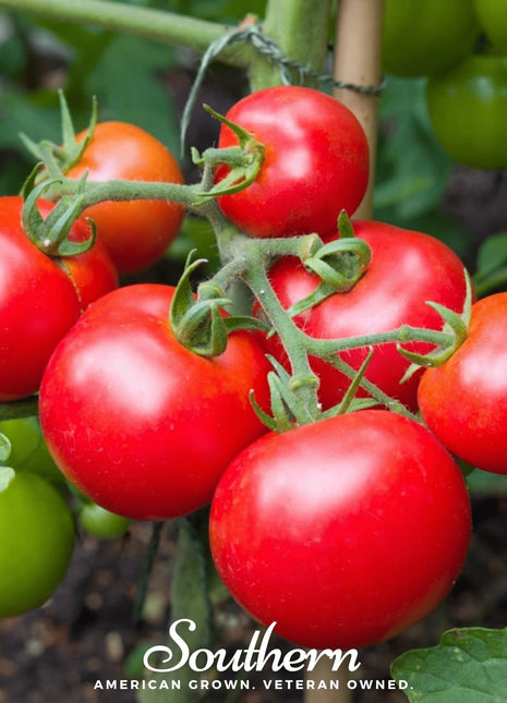 Moneymaker Tomato – 50 Seeds