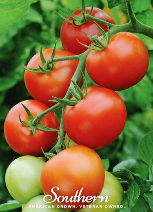 Moneymaker Tomato – 50 Seeds