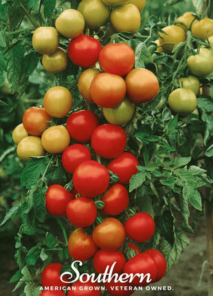 Moneymaker Tomato – 50 Seeds