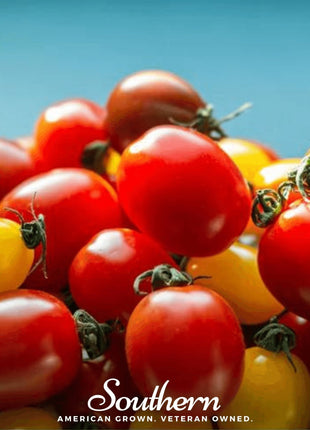 Rainbow Cherry Tomato – 50 Seeds