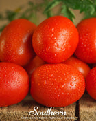 Roma VF Tomato – 50 Seeds