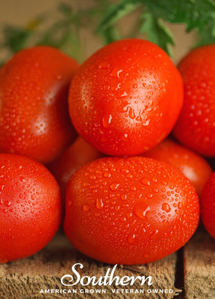 Roma VF Tomato – 50 Seeds