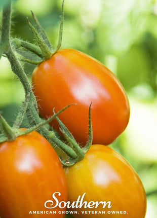 Roma VF Tomato – 50 Seeds
