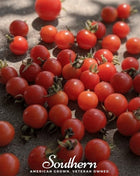 Sweetie Tomato – 50 Seeds