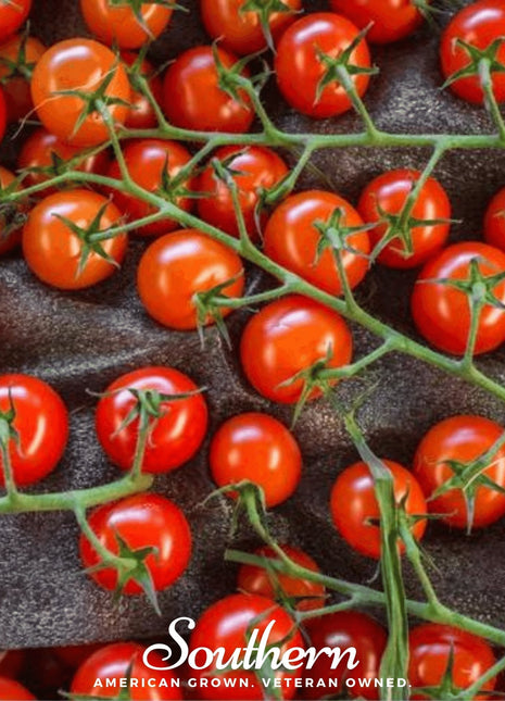 Sweetie Tomato – 50 Seeds