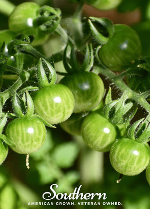 Sweetie Tomato – 50 Seeds