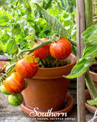 Tigerella Tomato – 50 Seeds