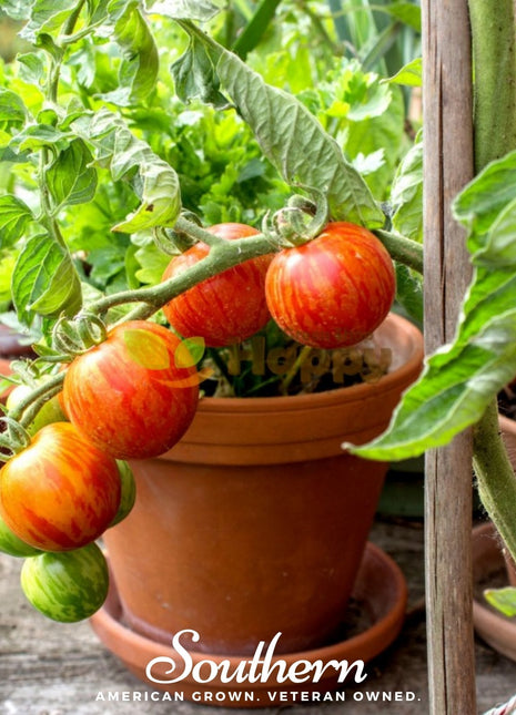 Tigerella Tomato – 50 Seeds