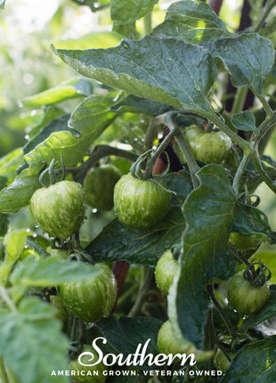 Tigerella Tomato – 50 Seeds