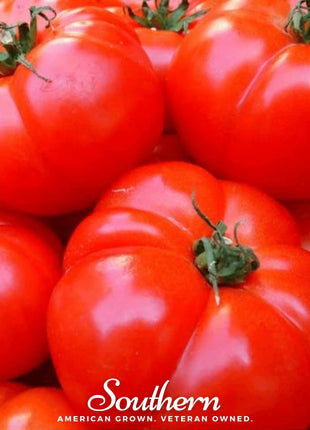 VR Moscow Tomato – 50 Seeds