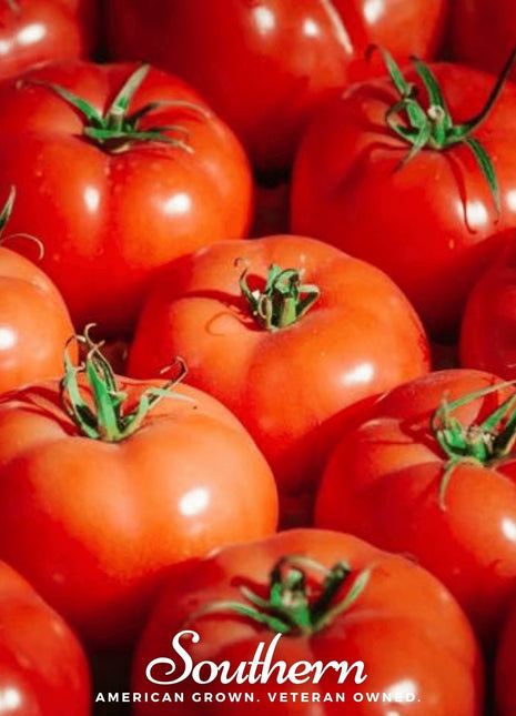 VR Moscow Tomato – 50 Seeds