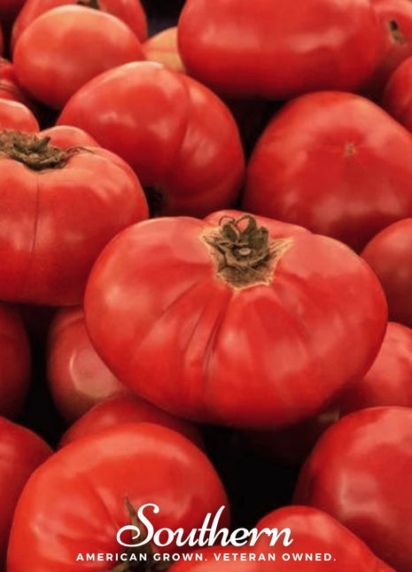 VR Moscow Tomato – 50 Seeds