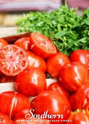 VR Moscow Tomato – 50 Seeds