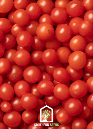 World's Smallest Tomato – Tomberry – 25 Seeds