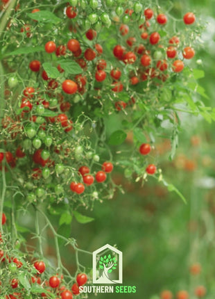 World's Smallest Tomato – Tomberry – 25 Seeds