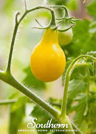 Yellow Pear Tomato – 50 Seeds