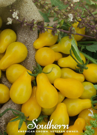 Yellow Pear Tomato – 50 Seeds