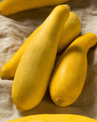 Early Prolific Straightneck Squash – 25 Seeds