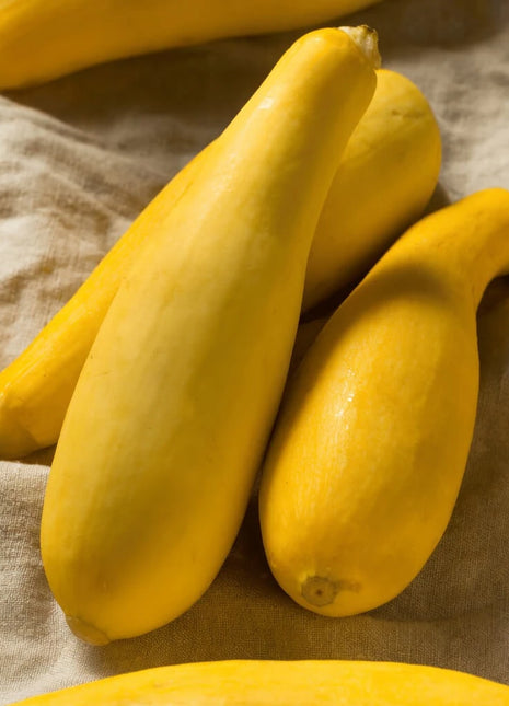 Early Prolific Straightneck Squash – 25 Seeds