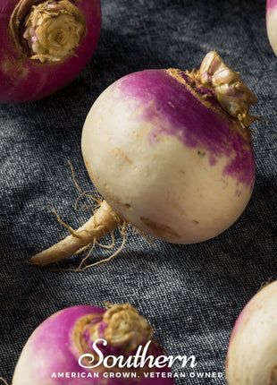 Purple Top White Globe Turnip – 250 Seeds