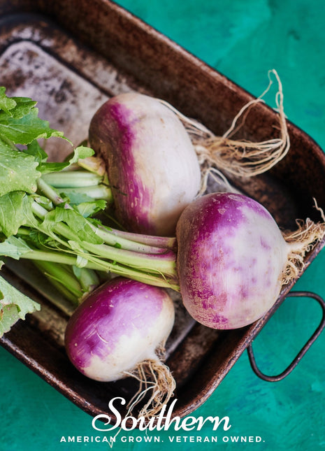 Purple Top White Globe Turnip – 250 Seeds