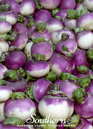 Purple Top White Globe Turnip – 250 Seeds