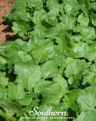 Seven Top Turnip – 100 Seeds