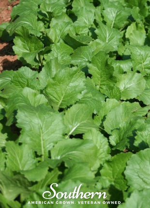 Seven Top Turnip – 100 Seeds