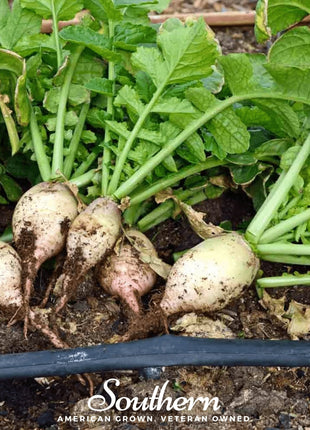 Seven Top Turnip – 100 Seeds