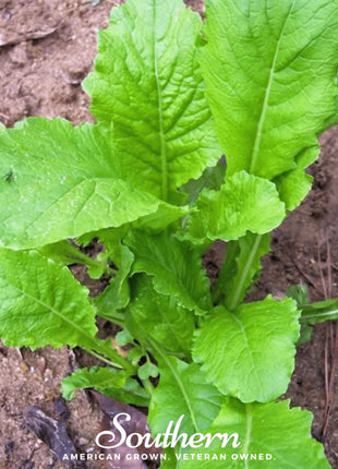 Seven Top Turnip – 100 Seeds