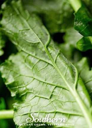 Seven Top Turnip – 100 Seeds