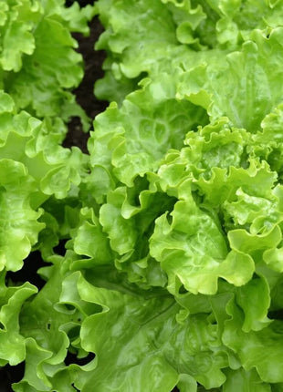 Green Ice Lettuce – 500 Seeds