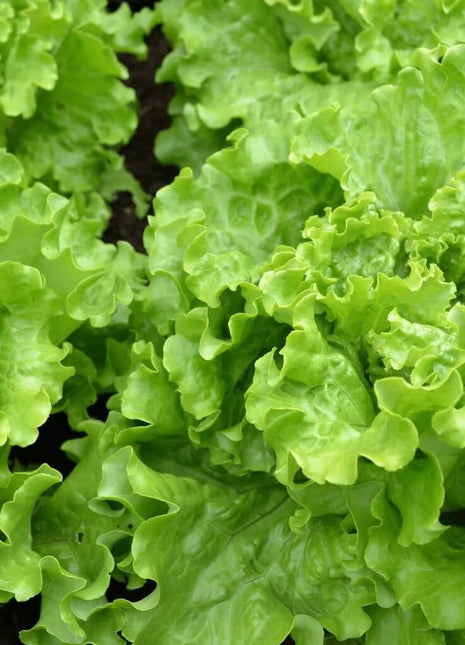 Green Ice Lettuce – 500 Seeds