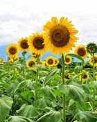Mammoth Grey Stripe Sunflower – 25 Seeds