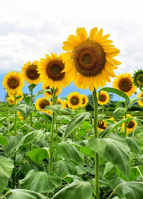 Mammoth Grey Stripe Sunflower – 25 Seeds