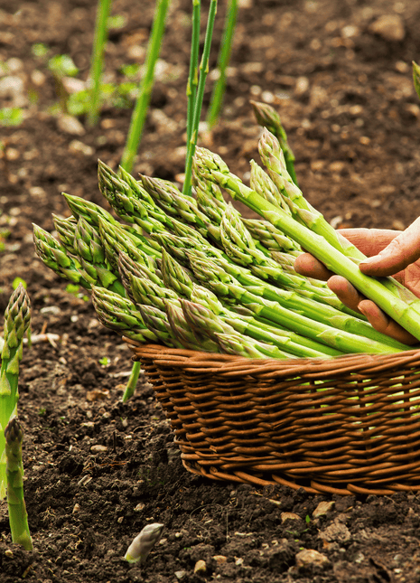 UC157 F2 Asparagus – 50 Seeds