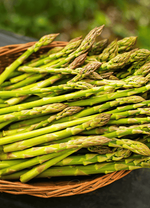UC157 F2 Asparagus – 50 Seeds