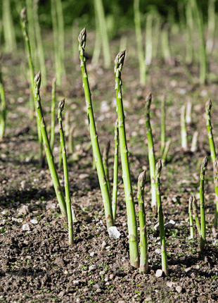 UC72 Asparagus – 50 Seeds