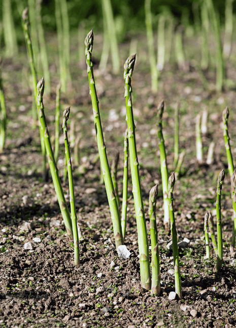 UC72 Asparagus – 50 Seeds