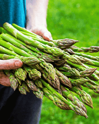 UC72 Asparagus – 50 Seeds