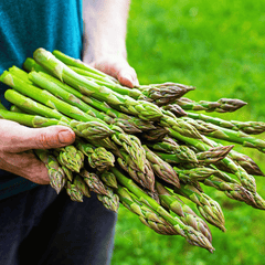 Collection image for: Asparagus