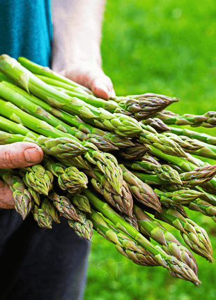 UC72 Asparagus – 50 Seeds