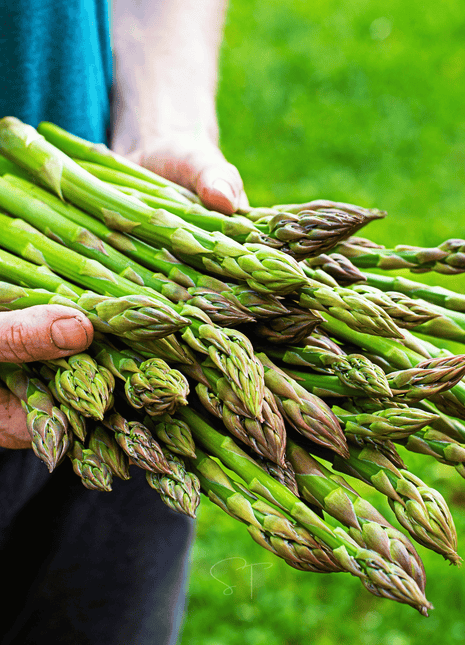 UC72 Asparagus – 50 Seeds