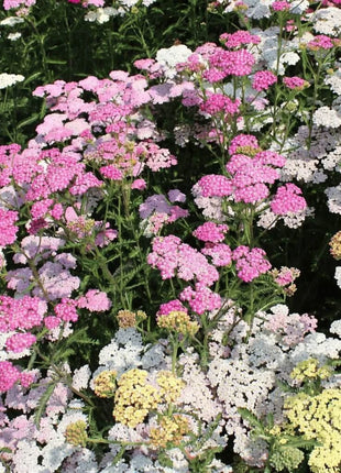 Summer Pastels Yarrow – 50 Seeds