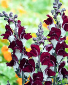 Night & Day Snapdragon - 200 Seeds