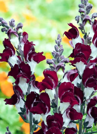 Night & Day Snapdragon - 200 Seeds